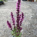 Šalvia hájna (Salvia nemorosa) ´SENSATION ROSE´ - kont. C1,5L